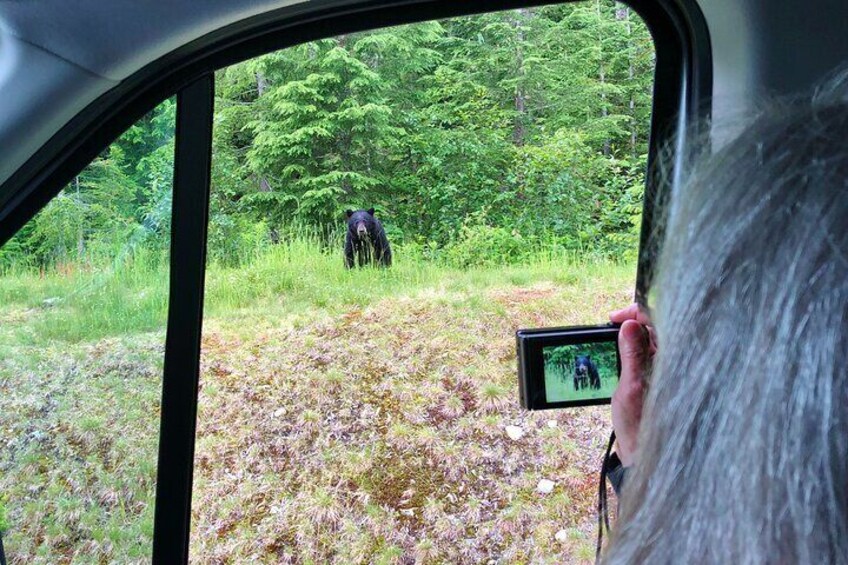 Enjoy the possibility of spotting bears and other wildlife!