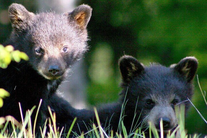 The greater Whistler area is home to 80-100 resident Black Bears who often show their little faces!
