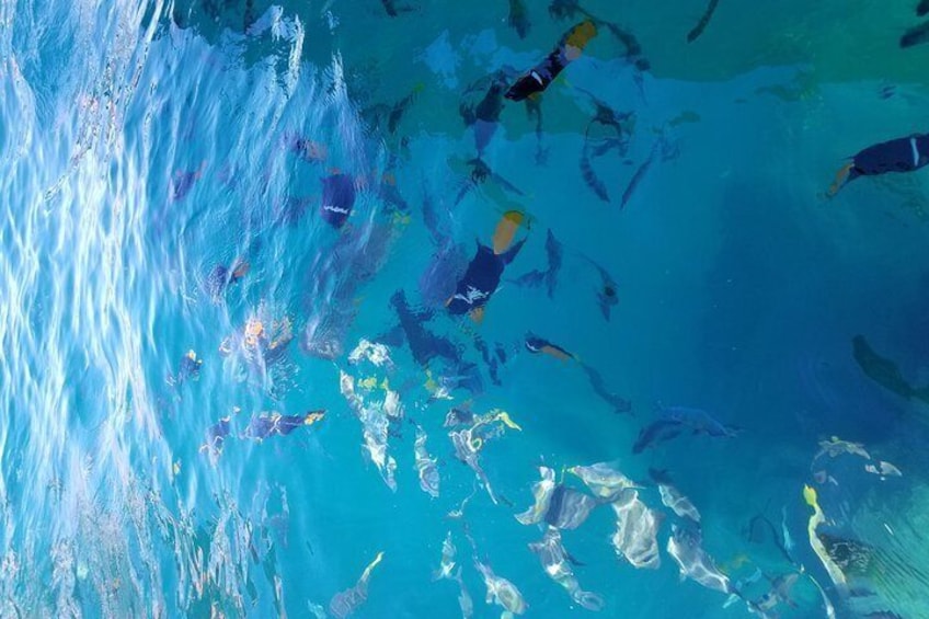 Glass Bottom Boat Tour to the Arch in Cabo San Lucas
