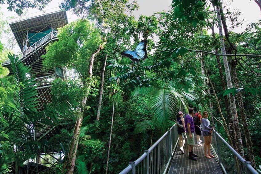The Worlds Oldest Rainforest Starts Here