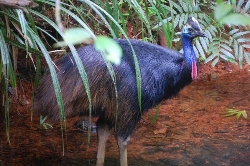 Wild cassowary encounters