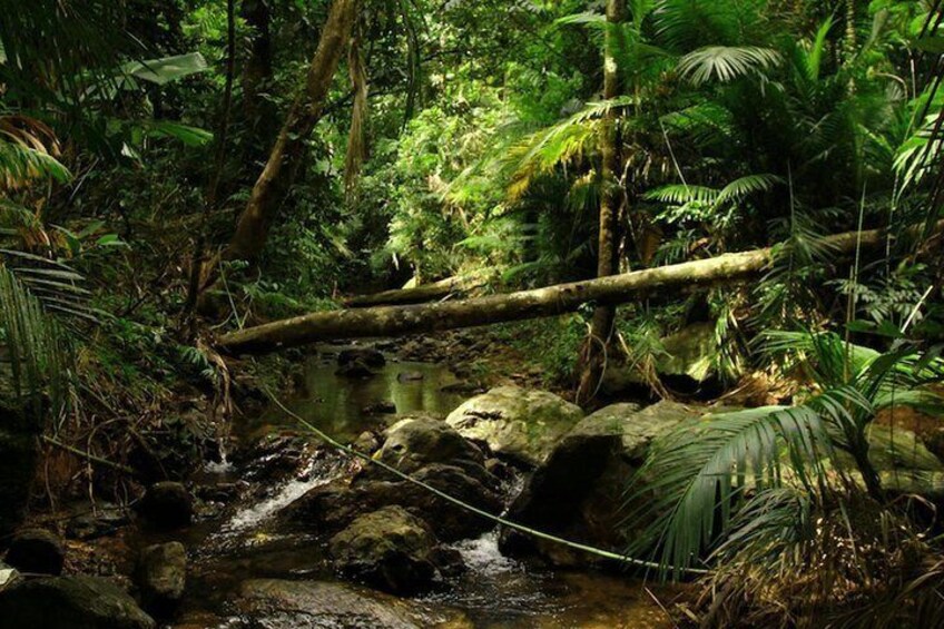 Pristine ancient Rainforest
