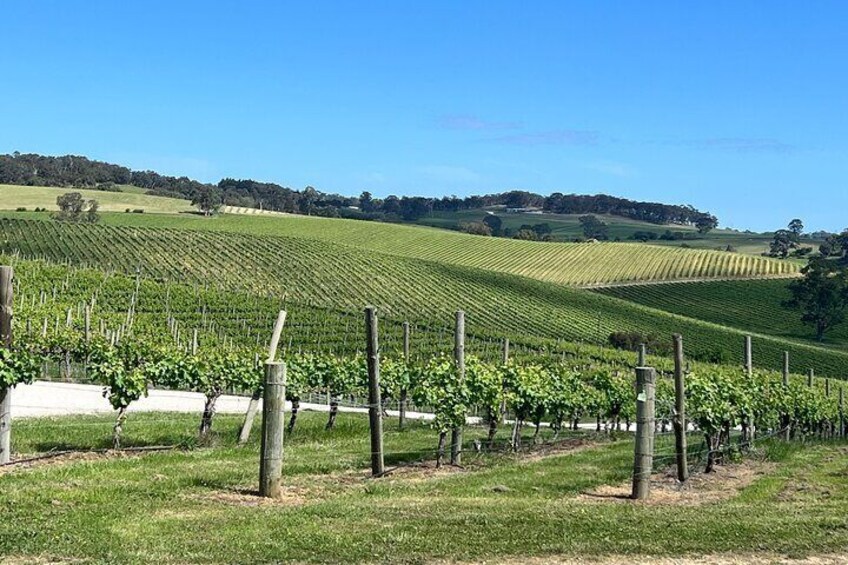 Adelaide Hills Vineyard