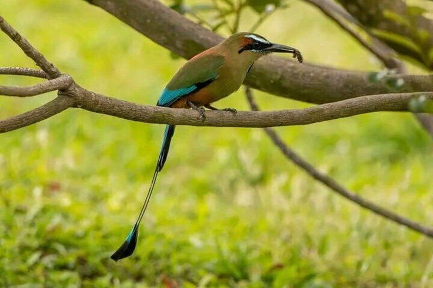 RIO CELESTE COMBO: Blue Waterfall + Blue River Tubing + Wildlife.