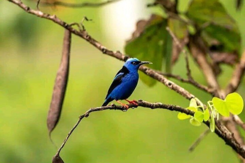 RIO CELESTE COMBO: Blue Waterfall + Blue River Tubing + Wildlife.