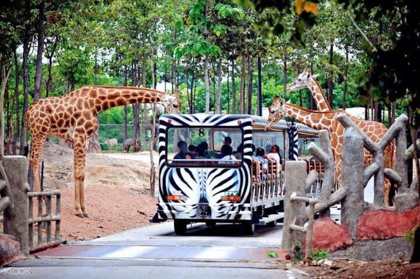 Chiang Mai Night Safari Tour including Transfer (Minimum 2 pax)