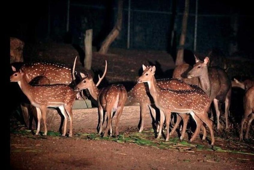 Chiang Mai Night Safari Tour including Transfer (Minimum 2 pax)