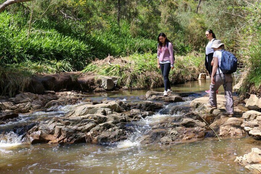 Morialta Wilderness and Wildlife Hike