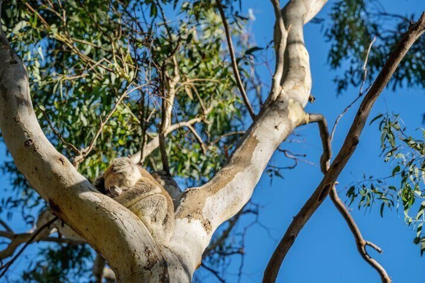 Morialta Wilderness and Wildlife Hike
