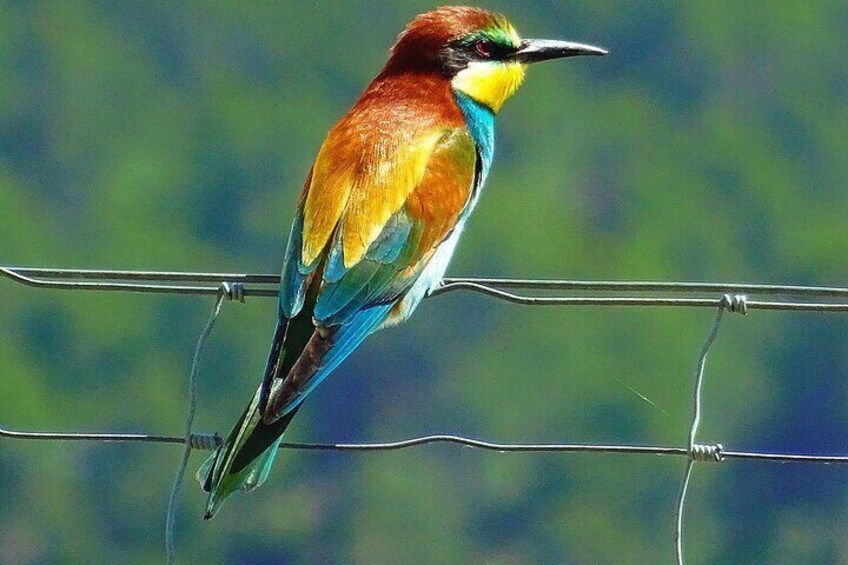 Karnala Bird Sanctuary Excursion From Mumbai