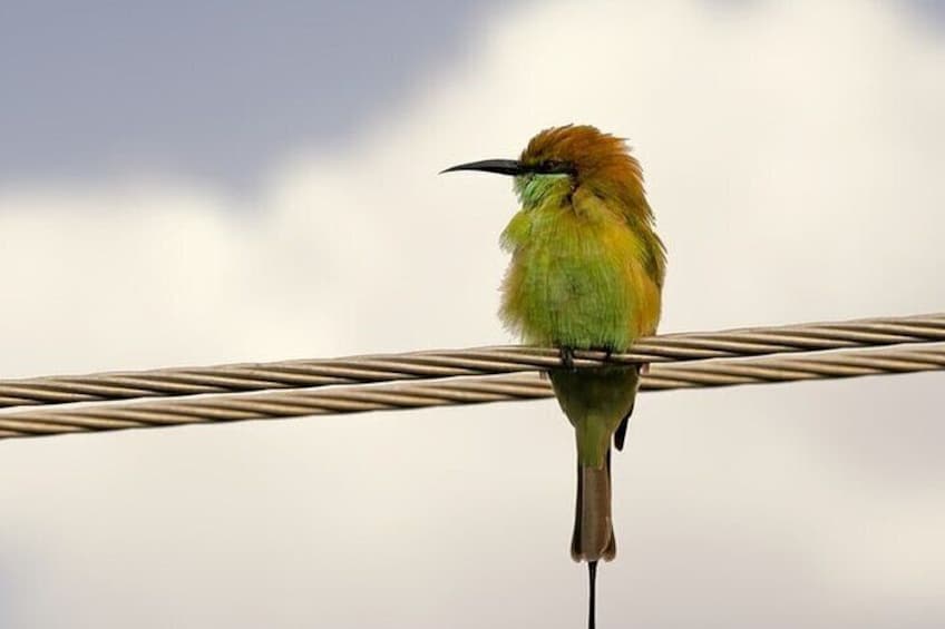 Karnala Bird Sanctuary Excursion From Mumbai