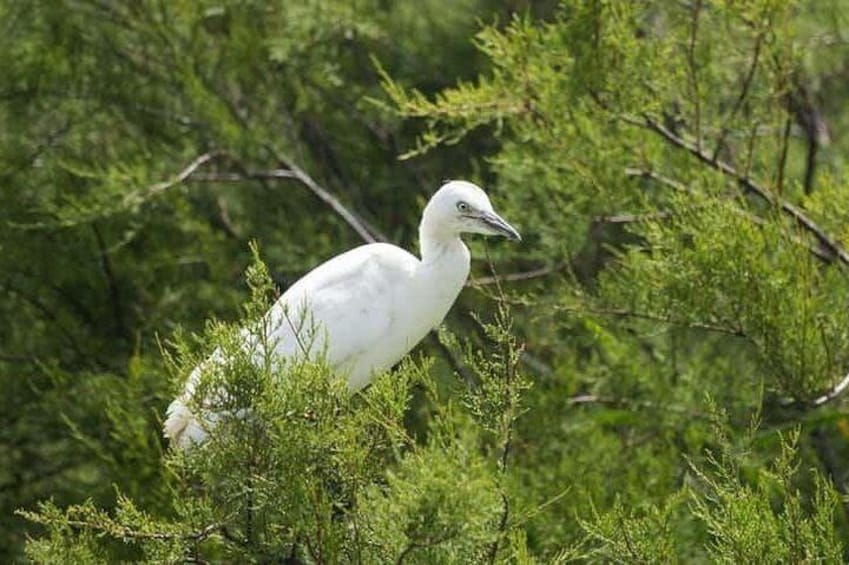 Karnala Bird Sanctuary