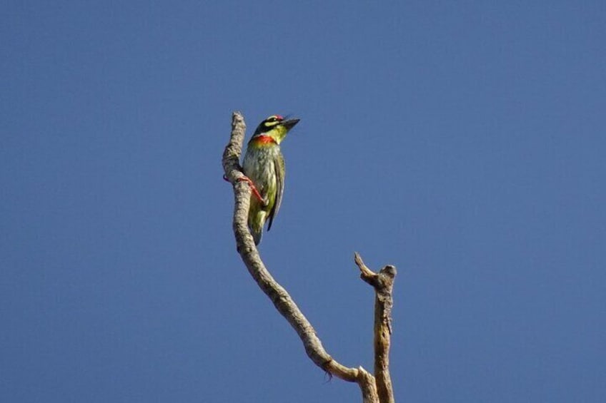 Karnala Bird Sanctuary Excursion From Mumbai