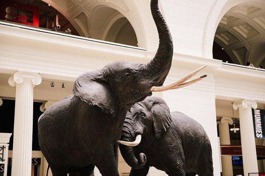 Field Museum of Natural History All-Access Pass
