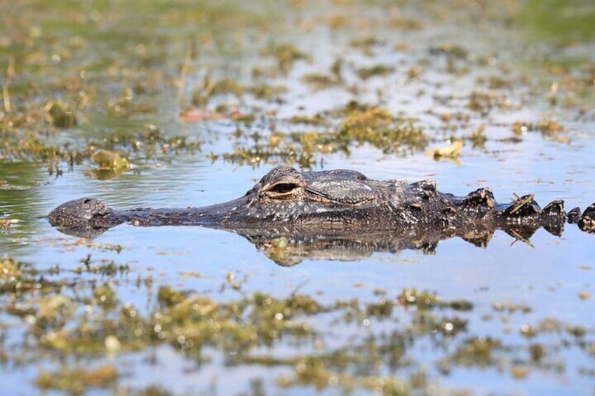 Guardian of the 'Glades