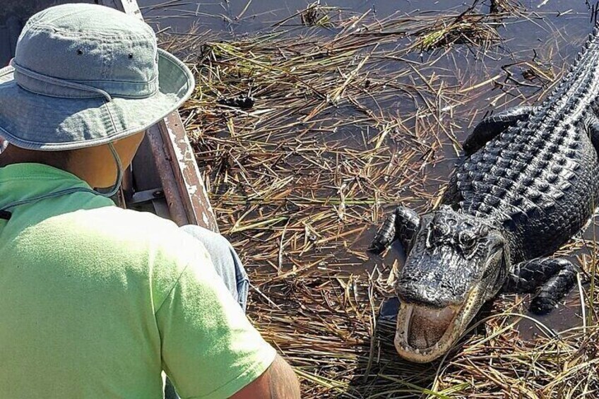 See gators up close in the WILD!