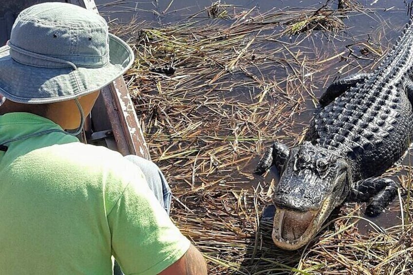See gators up close in the WILD!
