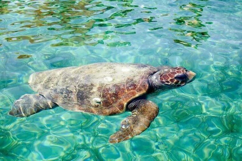 Sea Turtles at Hol Chan Marine Park, Belize