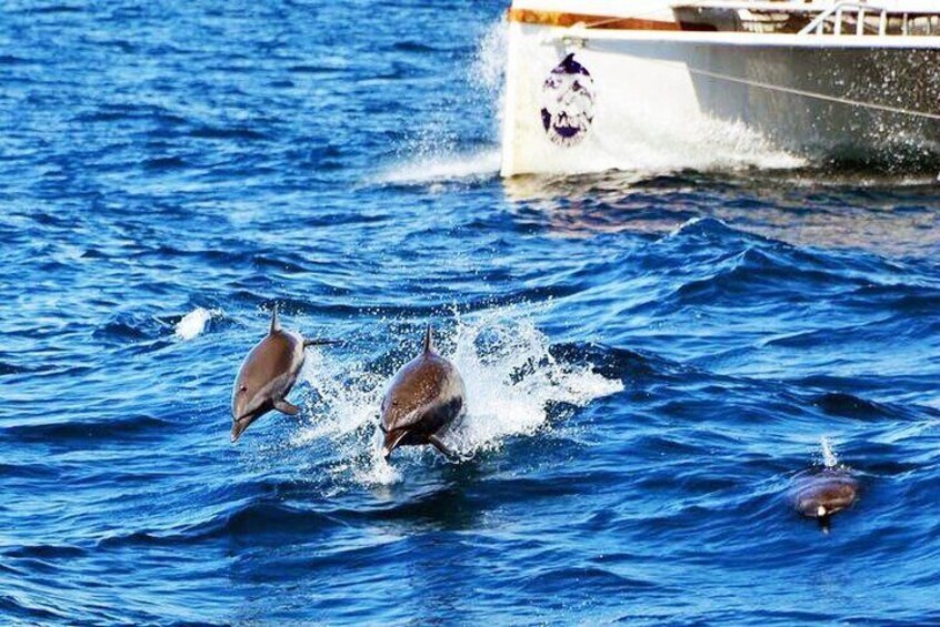 All Inclusive Catamaran Eco Adventure from Manuel Antonio