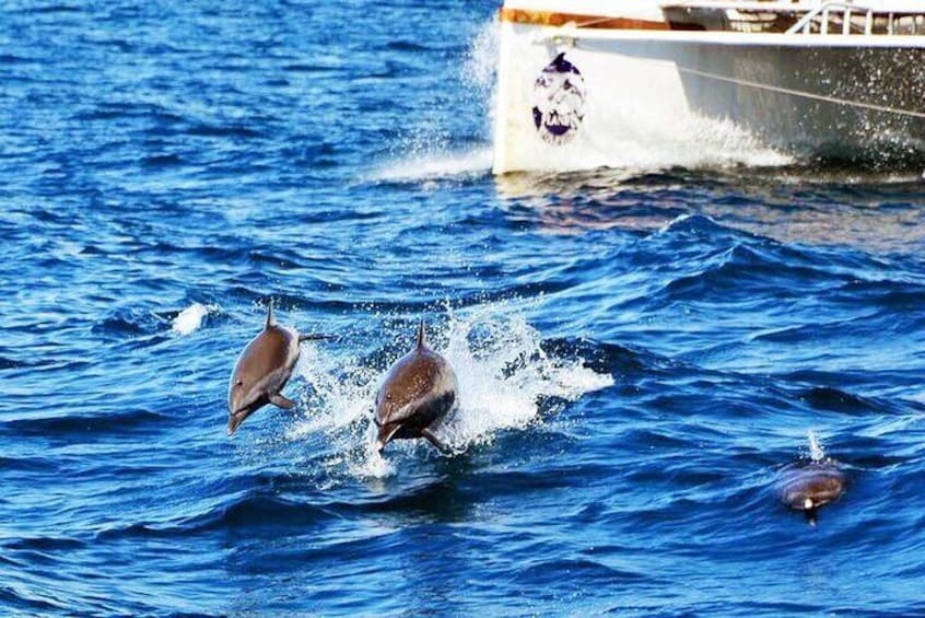 All Inclusive Catamaran Eco Adventure from Manuel Antonio