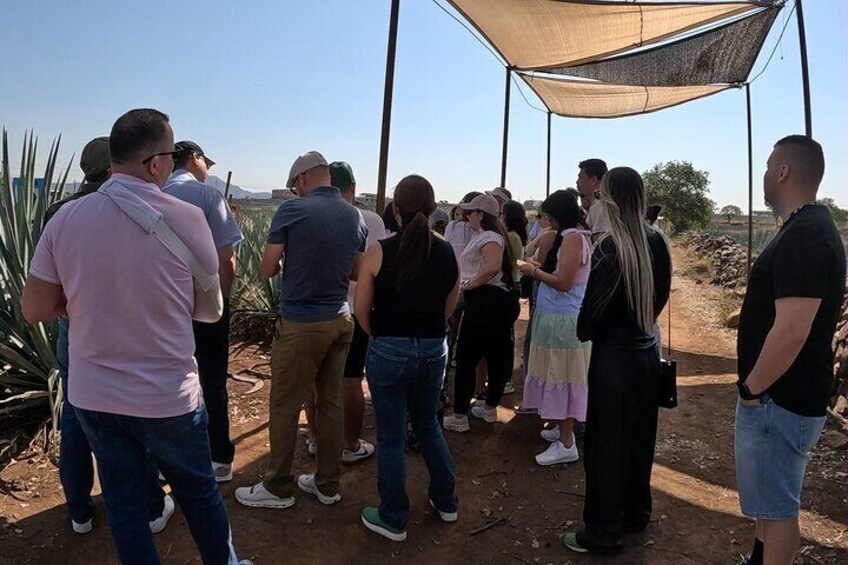 Full-Day Tequila Tour from Guadalajara