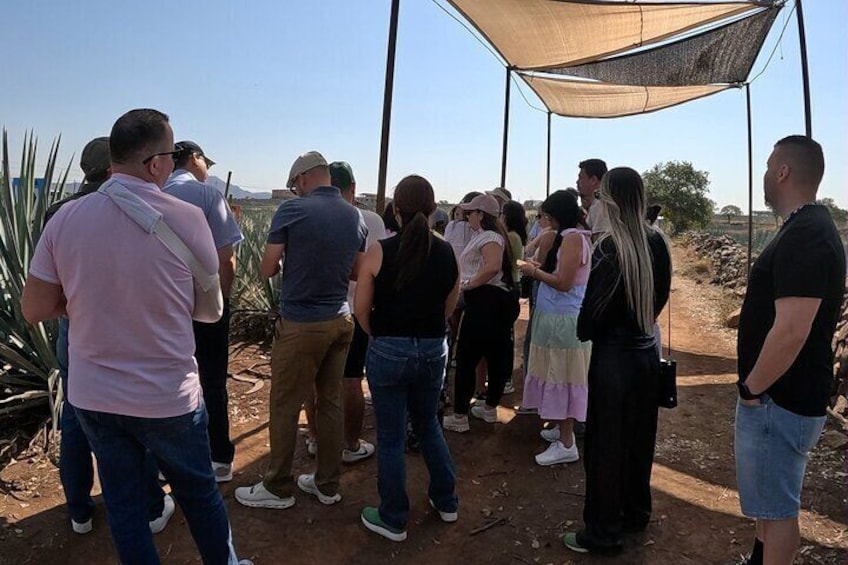 Full-Day Tequila Tour from Guadalajara