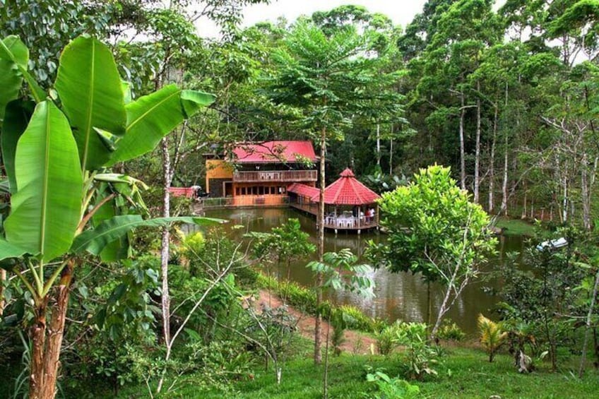 4x4 Jungle Safari to Waterfall & Delicious Rainforest Lunch