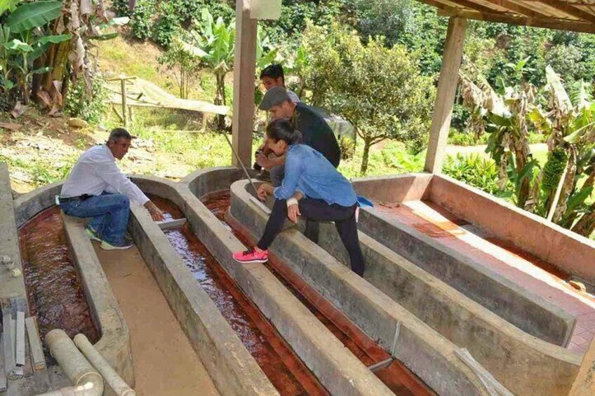 Half-day Coffee Plantation Private Tour: Learn everything about coffee with us