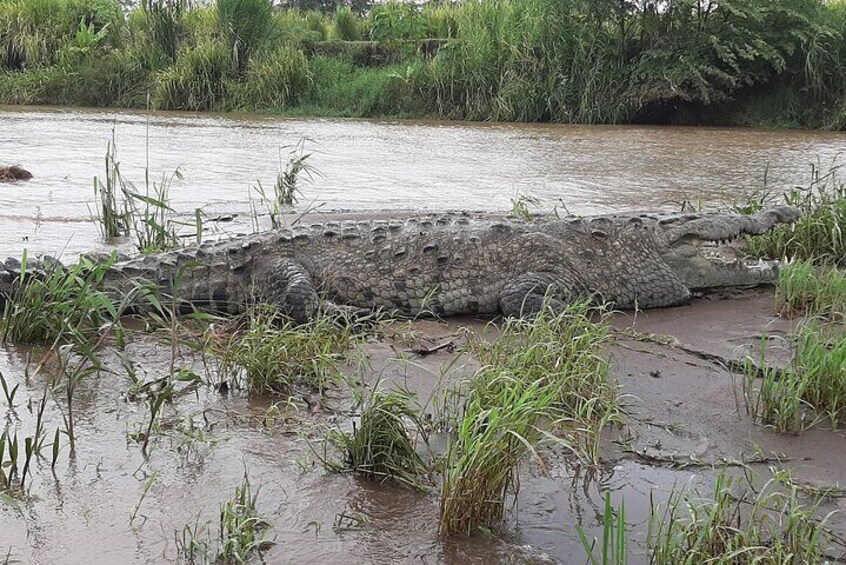 Jungle Crocodile Safari and Bird Watching Tour