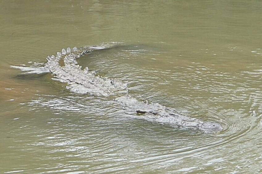Jungle Crocodile Safari and Bird Watching Tour