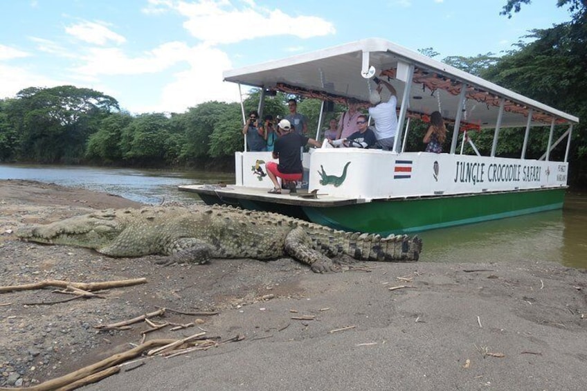 Jungle Crocodile Safari