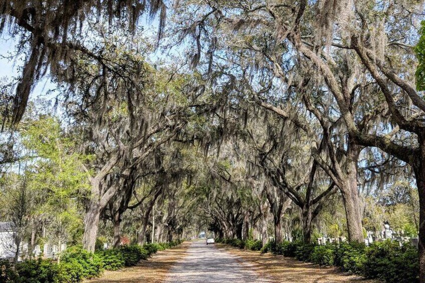 Private Tour of Savannah's Historic District, Isle of Hope & Bonaventure