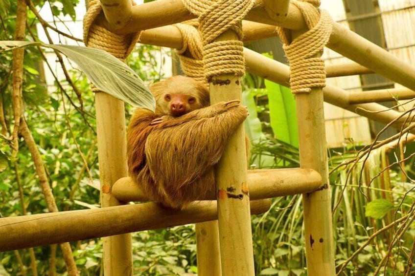 Selvatura Sloth Habitat