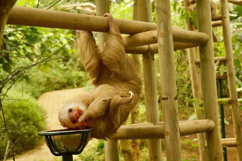 Selvatura Sloth Habitat 