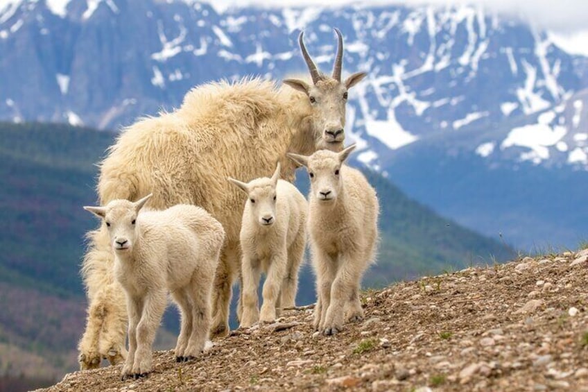 Discover Jasper and its Wildlife