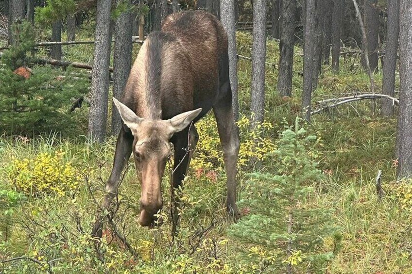 Discover Jasper and its Wildlife