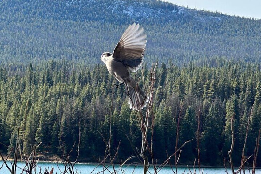 Discover Jasper and its Wildlife