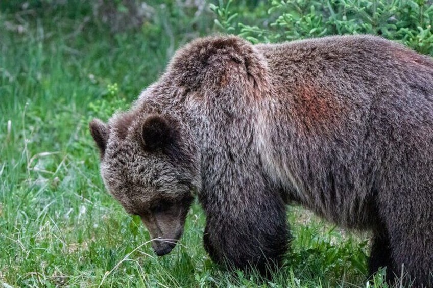 Discover Jasper and its Wildlife