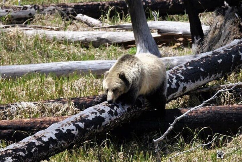 Special Yellowstone “Hot Spots” Deals From West Yellowstone