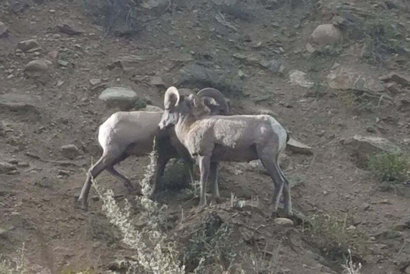 Big Horn Sheep in the Canyon