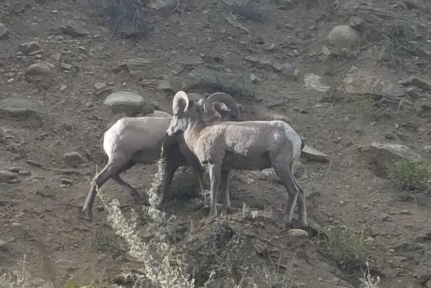 Big Horn Sheep in the Canyon