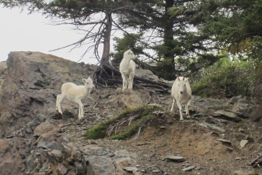 Wildlife and Glaciers with a walk in the Rainforest