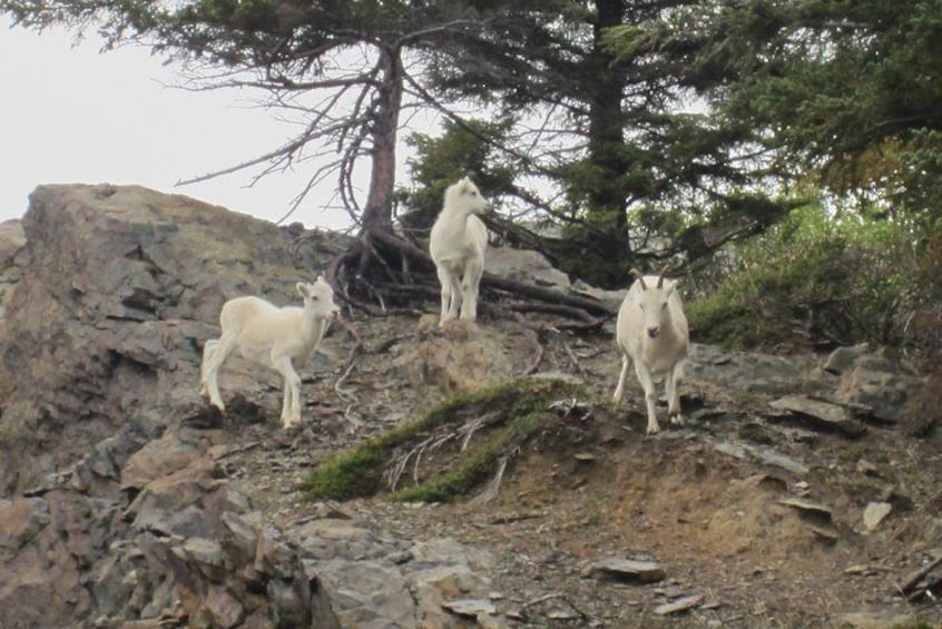 Wildlife and Glaciers with a walk in the Rainforest
