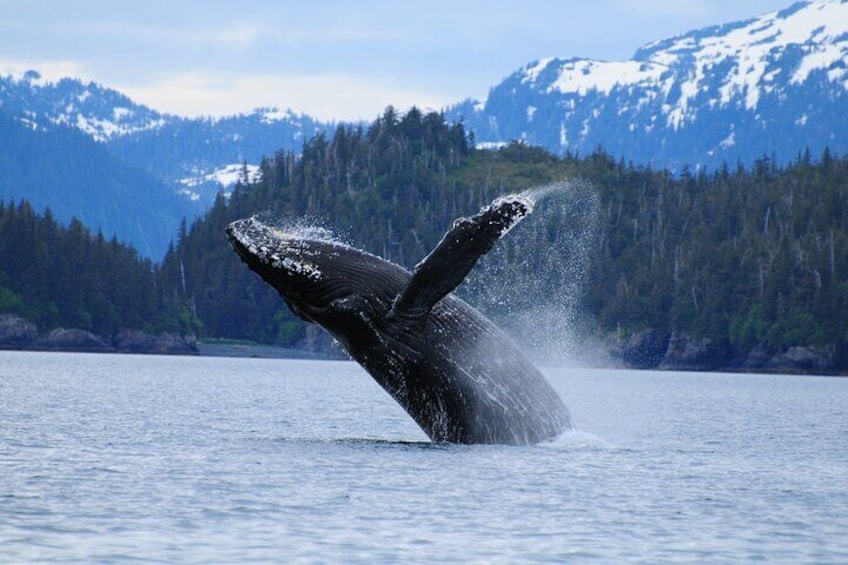 26 Glacier Cruise - Whales are spotted throughout the summer on our cruises.
