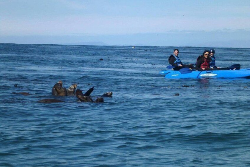 Lots of seals