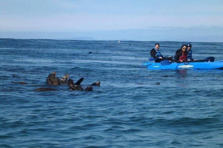 Lots of seals