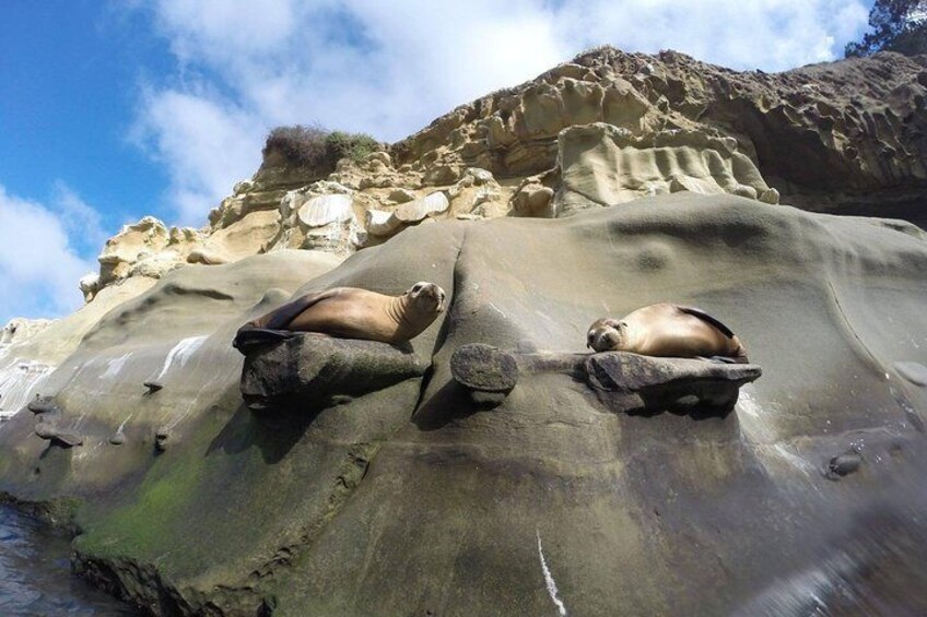 Seals sunbathing