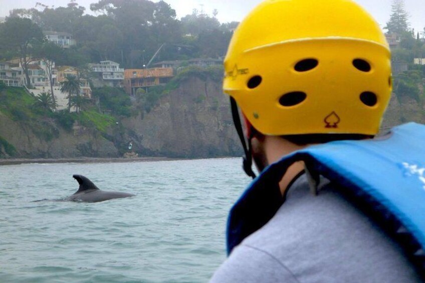 Dolphin Sightings