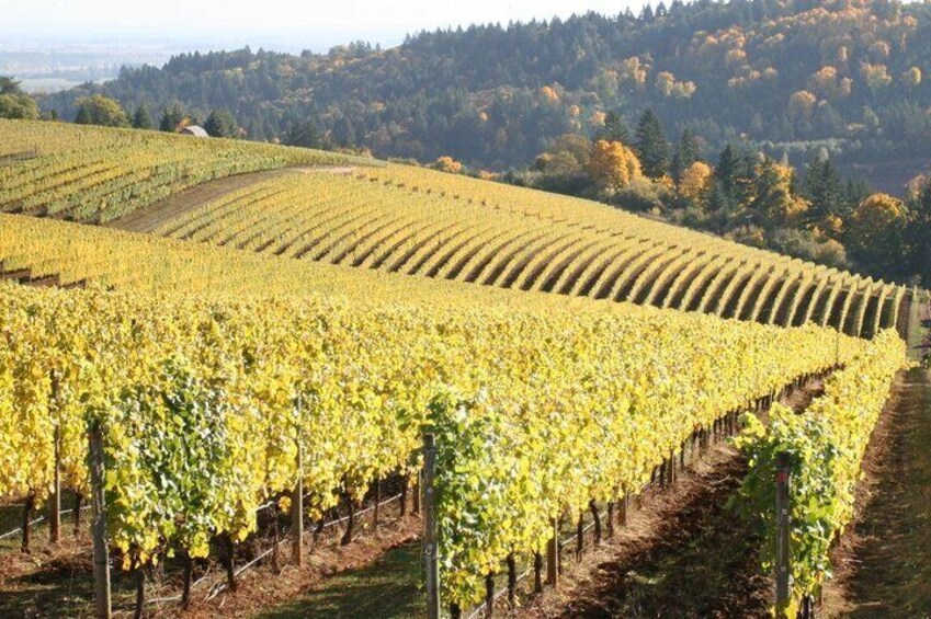 Private - Willamette Valley Wine Tour From Portland (tasting fees included)