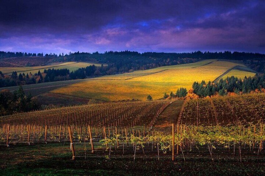 Private - Willamette Valley Wine Tour From Portland (tasting fees included)